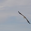Cigogne Ã  Marrakech