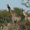 Couple de girafes