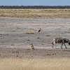 Faune abondante Ã  Etosha