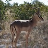 Impala