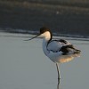 Avocette elegante