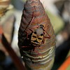 Punaise de welwitschia