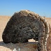 Tronc de welwitschia