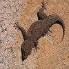 Gecko