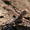 LÃ©zard de la forÃªt petrifiee
