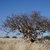 Stereulia africana