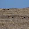 Famille phacochÃ¨re