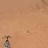 grandes-dunes-pres-de-swakopmund