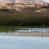 les-flamands-laissent-la-place-au-pelican
