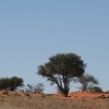 kalahari-2