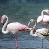 crop flamants-roses.jpg