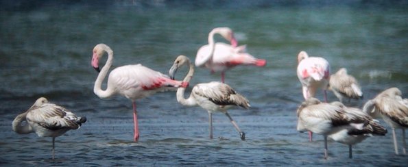 flamants-roses